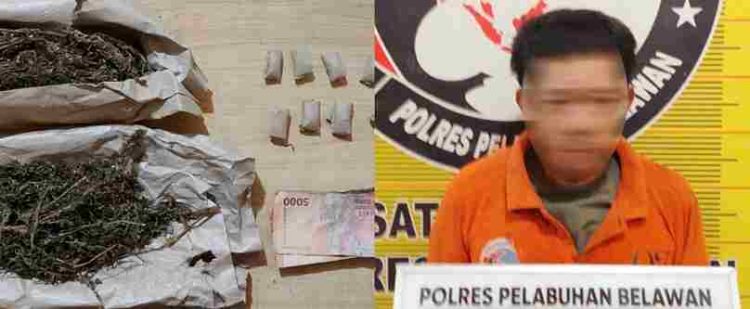 Taji Sat Narkoba Polres Pelabuhan Belawan Pengedar Ganja Hamparan Perak Dibongkar Hingga Akar