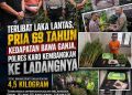 Terlibat Laka Lantas, Pria 69 Tahun Kedapatan Bawa Ganja, Polres Karo Kembangkan ke Ladangnya