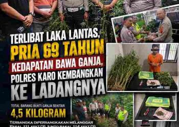 Terlibat Laka Lantas, Pria 69 Tahun Kedapatan Bawa Ganja, Polres Karo Kembangkan ke Ladangnya