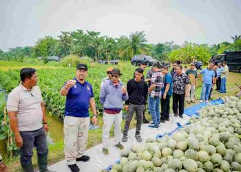 Bupati Batu Bara Panen Melon di Air Putih, Dorong Pengembangan Hortikultura dan Dukung Program MBG