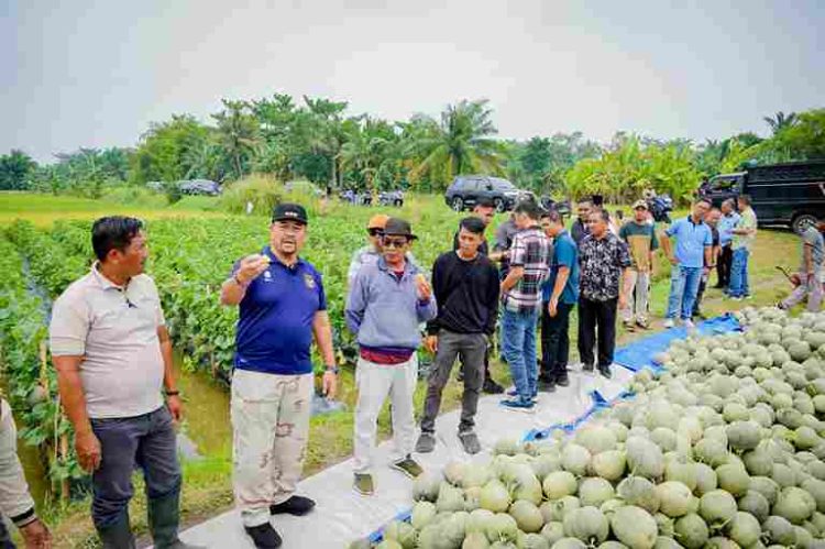 Bupati Batu Bara Panen Melon di Air Putih, Dorong Pengembangan Hortikultura dan Dukung Program MBG