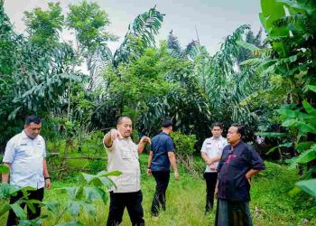 Lihat Potensi 800 Ribu Bibit Aren, Bupati Baharuddin Siapkan Pengembangan Komoditas Aren di Batu Bara