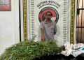 Polsek Panei Tongah Ungkap Ladang Ganja, 12 Batang Diamankan