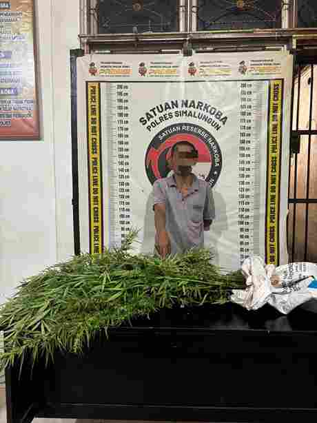 Polsek Panei Tongah Ungkap Ladang Ganja, 12 Batang Diamankan