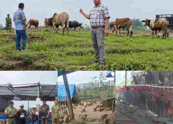Pedagang Antusias, Pasar Hewan Yon TP 908/Pertaki Jadi Harapan Baru Peternak Dairi