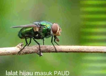 Pemerintah Dinilai Abaikan Kesehatan Warga Desa Cihea yang Terus Diancam Bau Tak Sedap dan Lalat Hijau