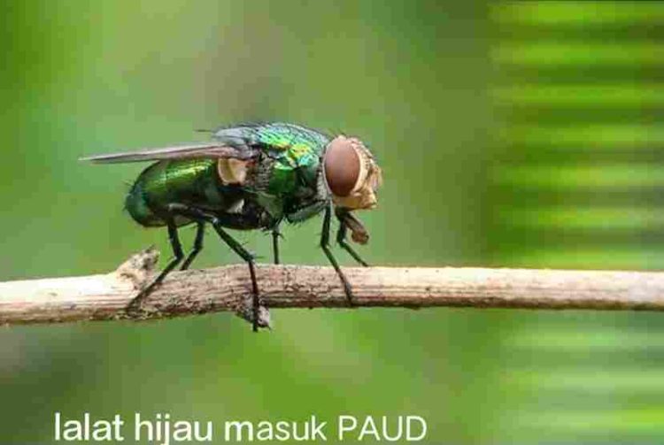 Pemerintah Dinilai Abaikan Kesehatan Warga Desa Cihea yang Terus Diancam Bau Tak Sedap dan Lalat Hijau