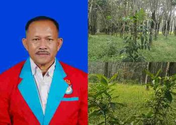 Kebun PTPN IV Tanah Raja Disorot, Sawit Dipenuhi Ilalang dan Karet Ditumbuhi Anak Kayu Liar