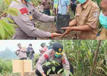 Kapolres Toba Menanam Harapan, Bukan Sekadar Pohon